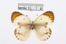 Image of Colotis pallene (Hopffer 1855)