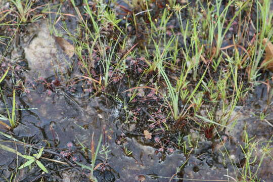 Imagem de Drosera intermedia Hayne