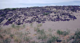 Imagem de Oenothera psammophila (A. Nels. & Macbr.) W. L. Wagner, R. E. Stockhouse & W. M. Klein