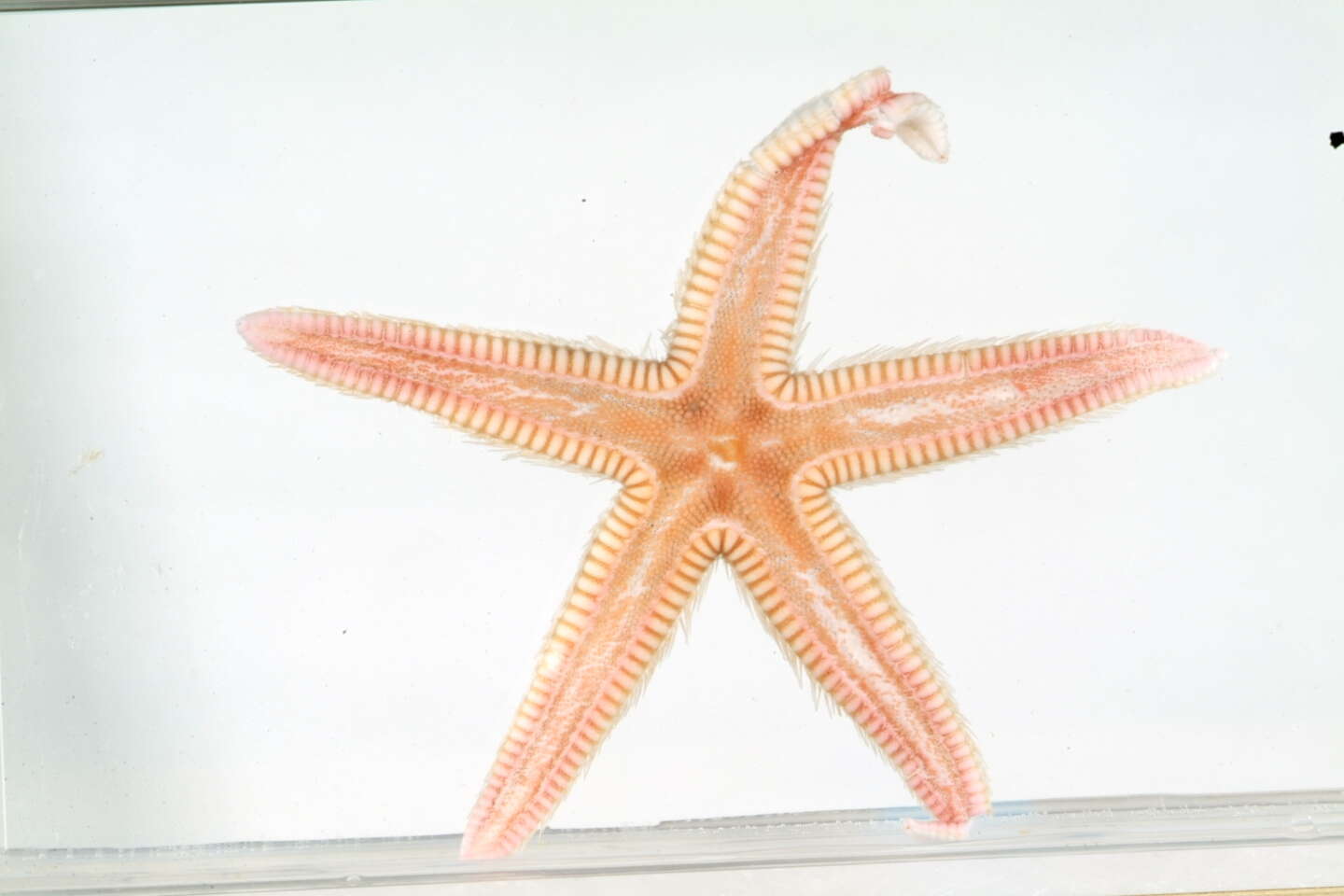 Image of Astropecten Gray 1840