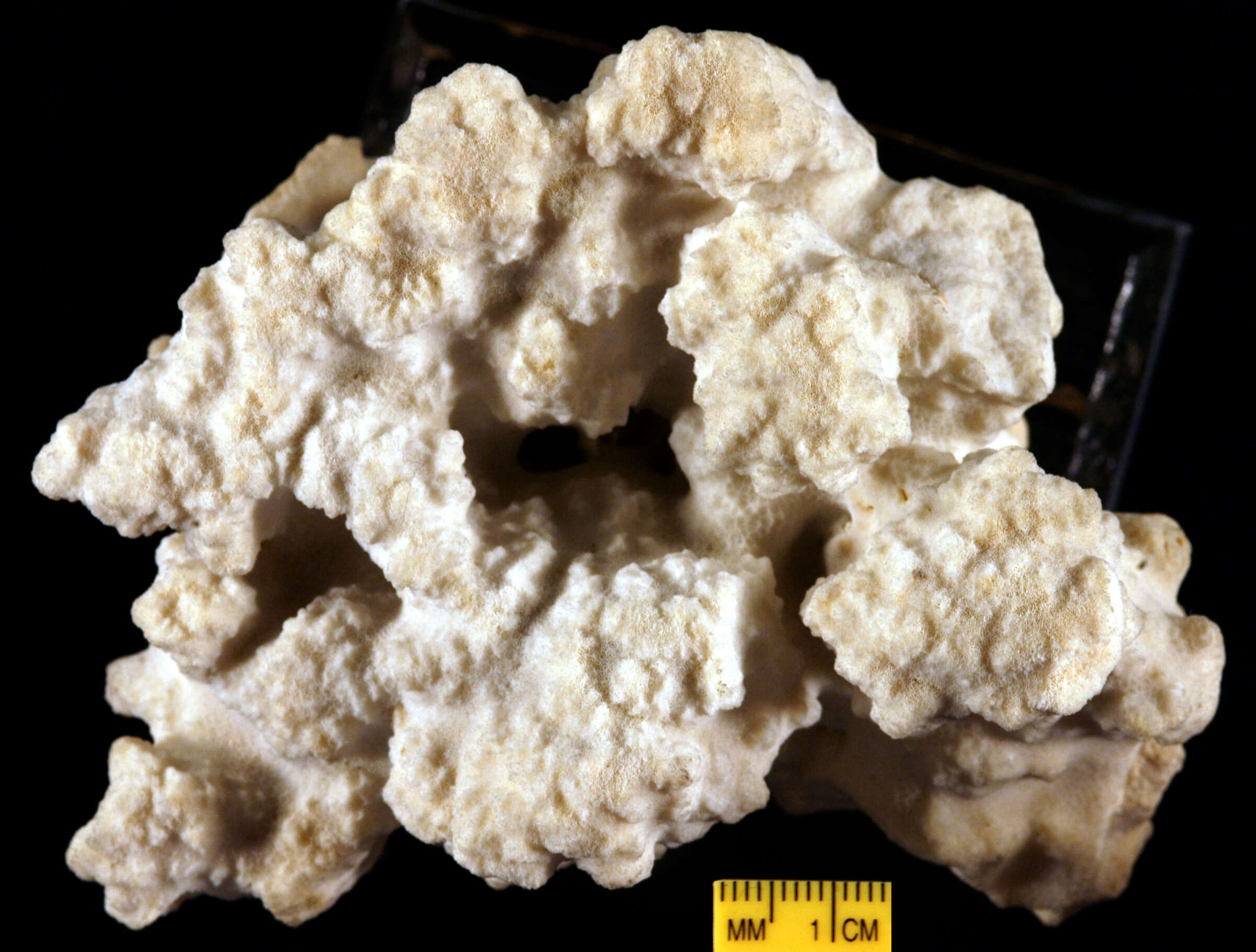 Image de Porites erosa Dana 1846