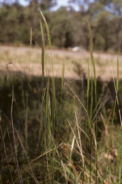 Image of plumegrass