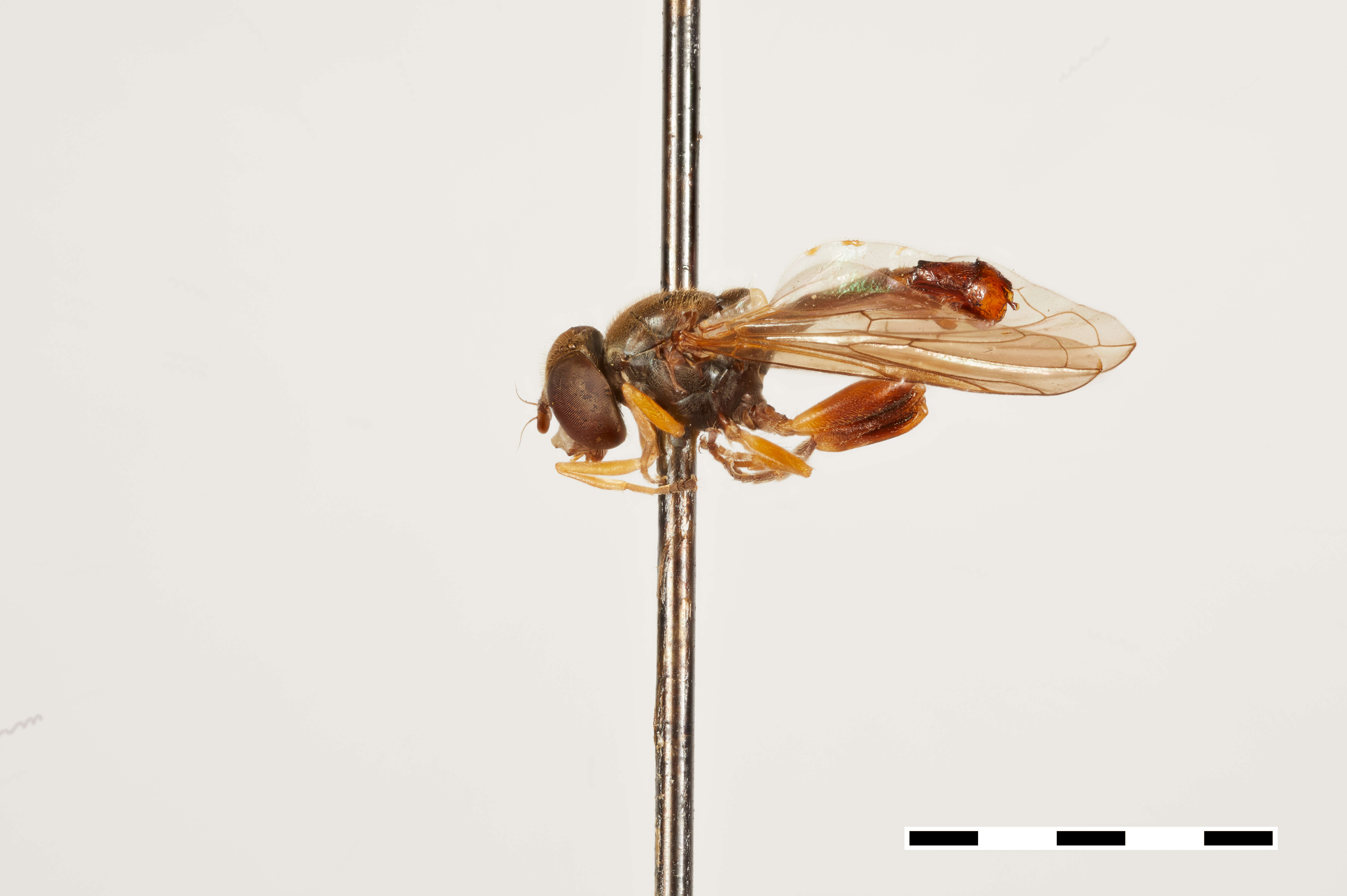 Image of Sphegina brachygaster Hull 1935