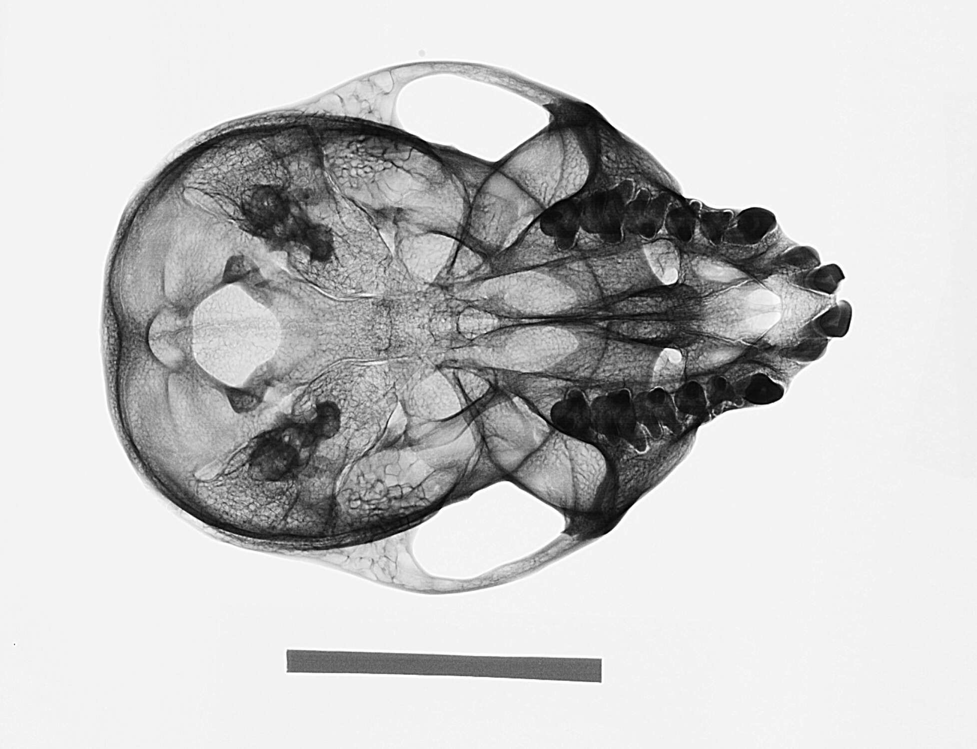 Image de Cercopithecus mitis stuhlmanni Matschie 1893