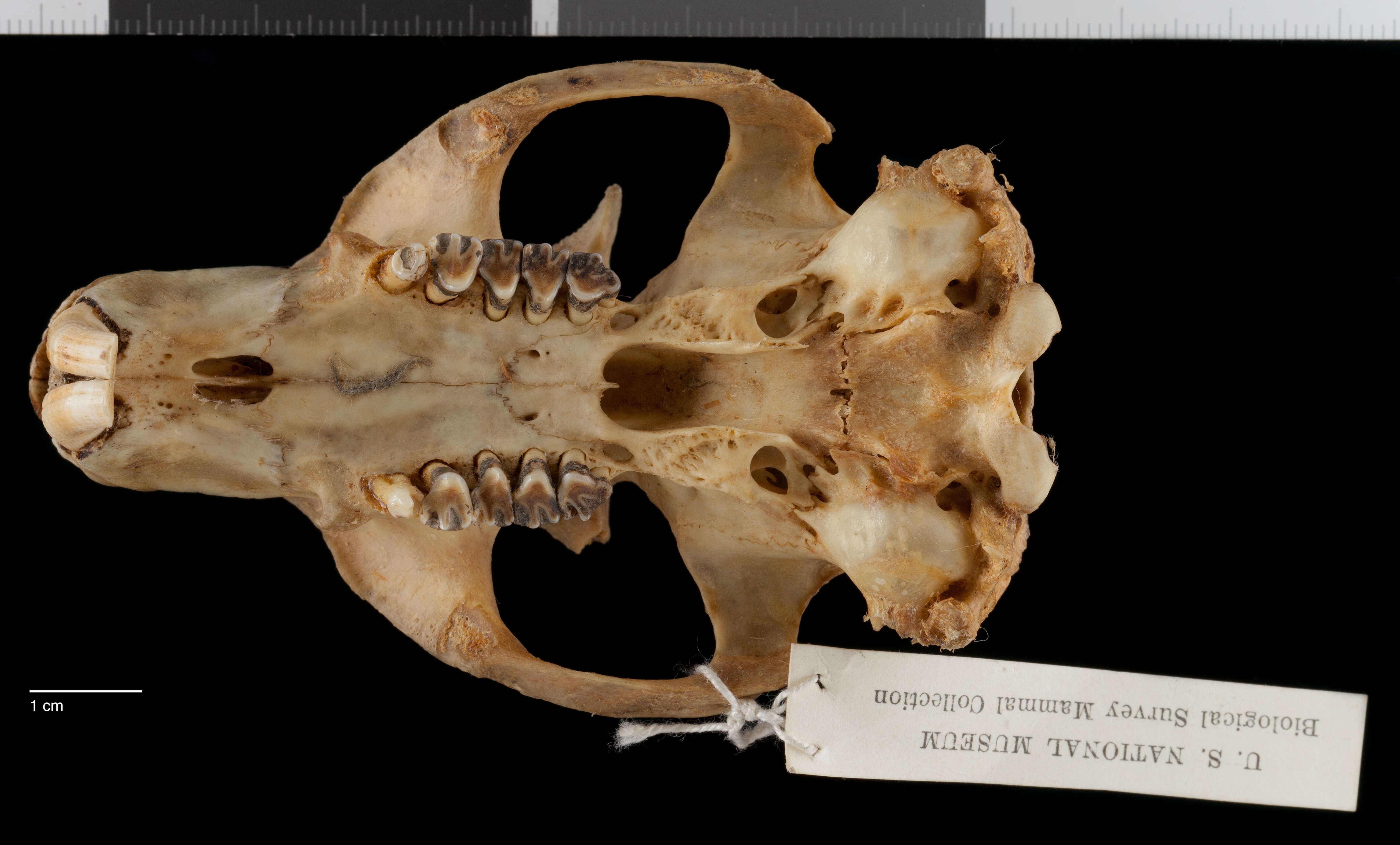 Image of Marmota flaviventris luteola A. H. Howell 1914