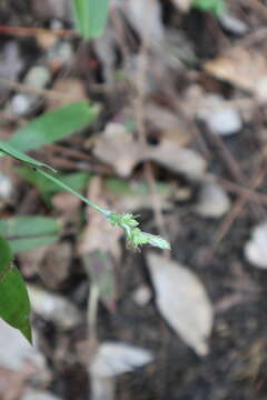 Image of eastern woodland sedge