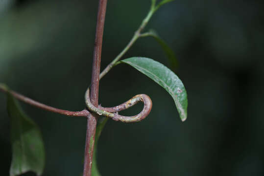 Image of Hippocratea L.