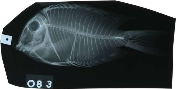 Image of Two-spot Bristletooth