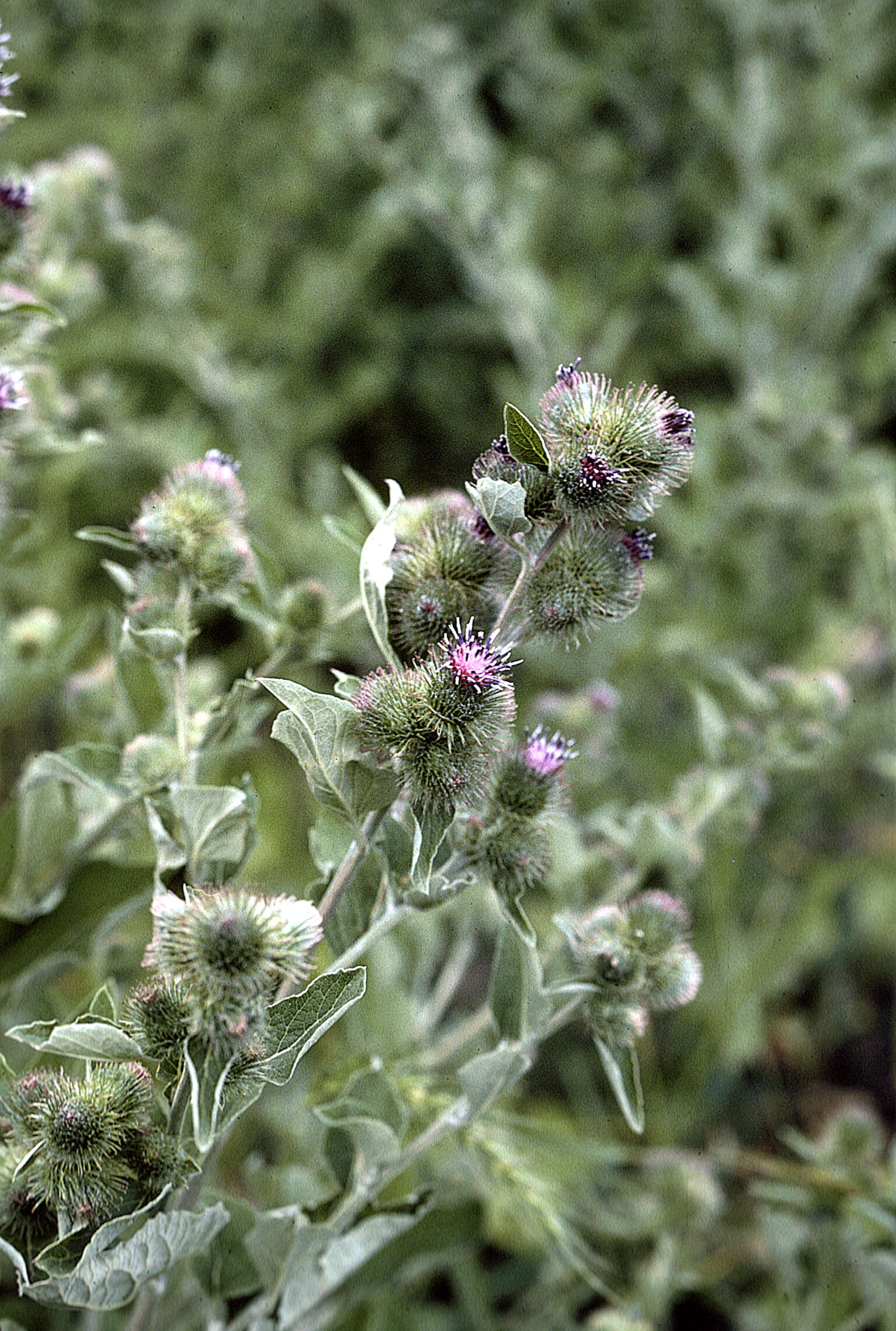 Plancia ëd Arctium minus (Hill) Bernh.