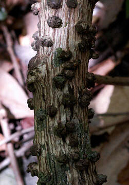 Image of Tournefortia hirsutissima L.