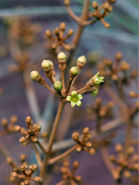 Image of Schefflera vinosa (Cham. & Schltdl.) Frodin & Fiaschi