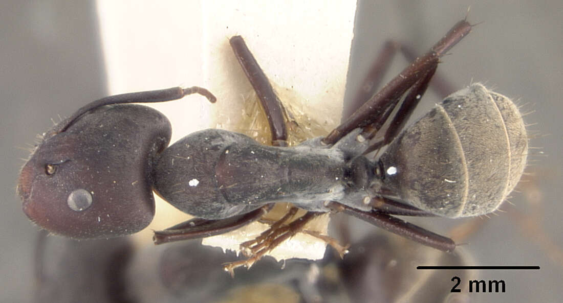 Plancia ëd Camponotus rufoglaucus syphax Wheeler 1922