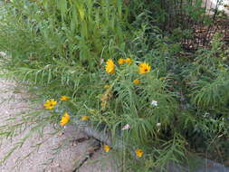 Image of Helianthus L.