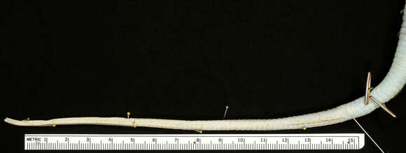 Image of Western Ribbon Snake