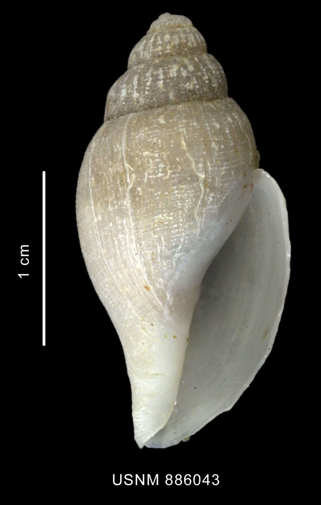 Image of Paradmete curta (Strebel 1908)