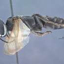 Image of Crabronid wasp