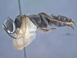 Image of Crabronid wasp