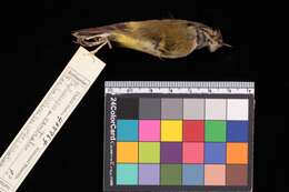 Image of Phylloscopus maculipennis maculipennis (Blyth 1867)