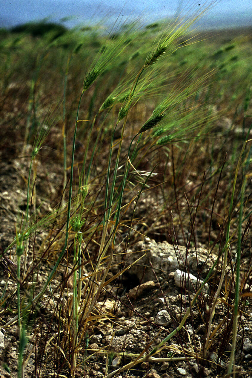 Image of Hordeum L.