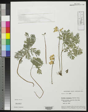 Dicentra canadensis (Goldie) Walp. resmi