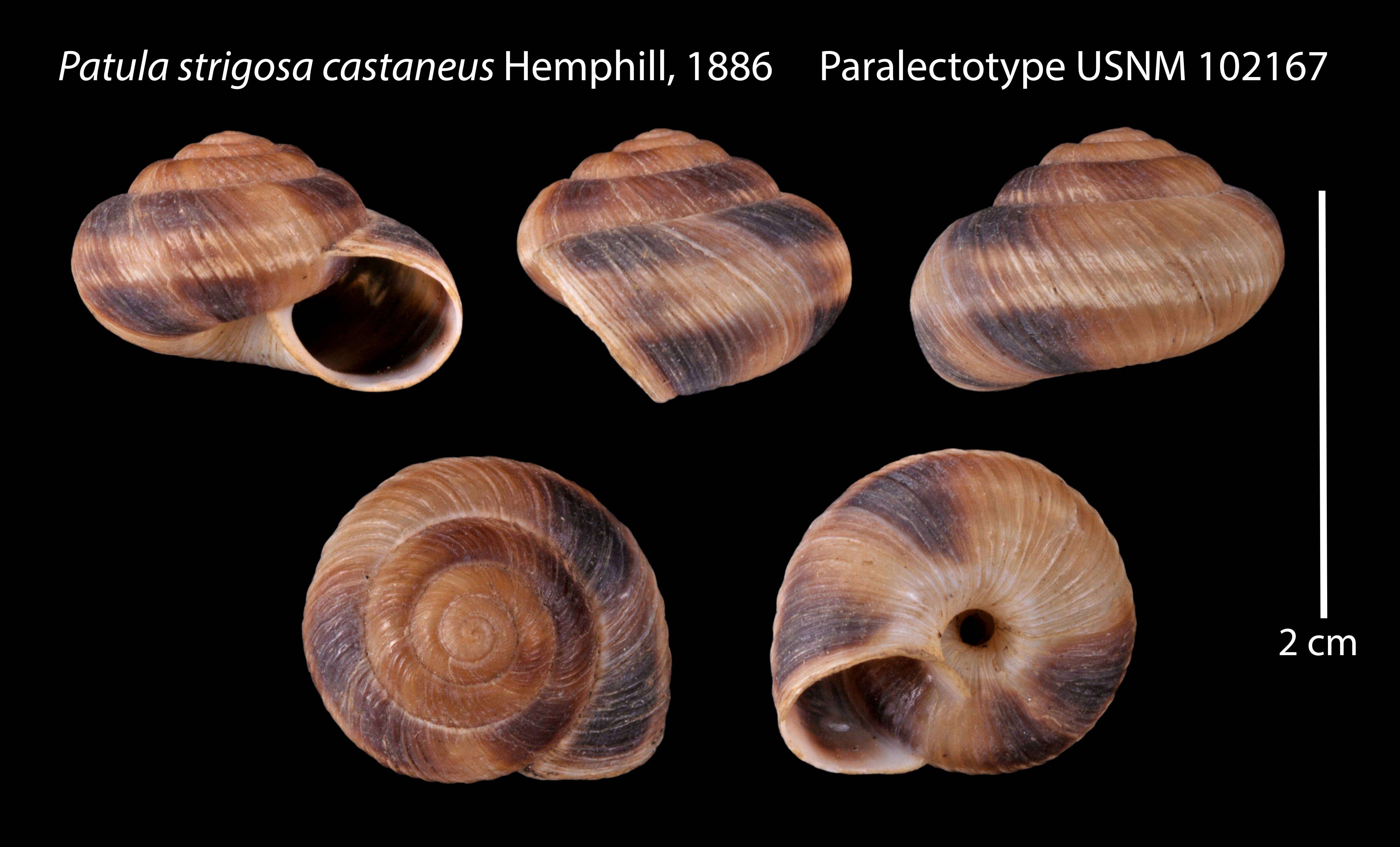 Image of Patula strigosa castaneus Hemphill