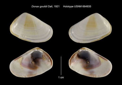 Image of Gould beanclam