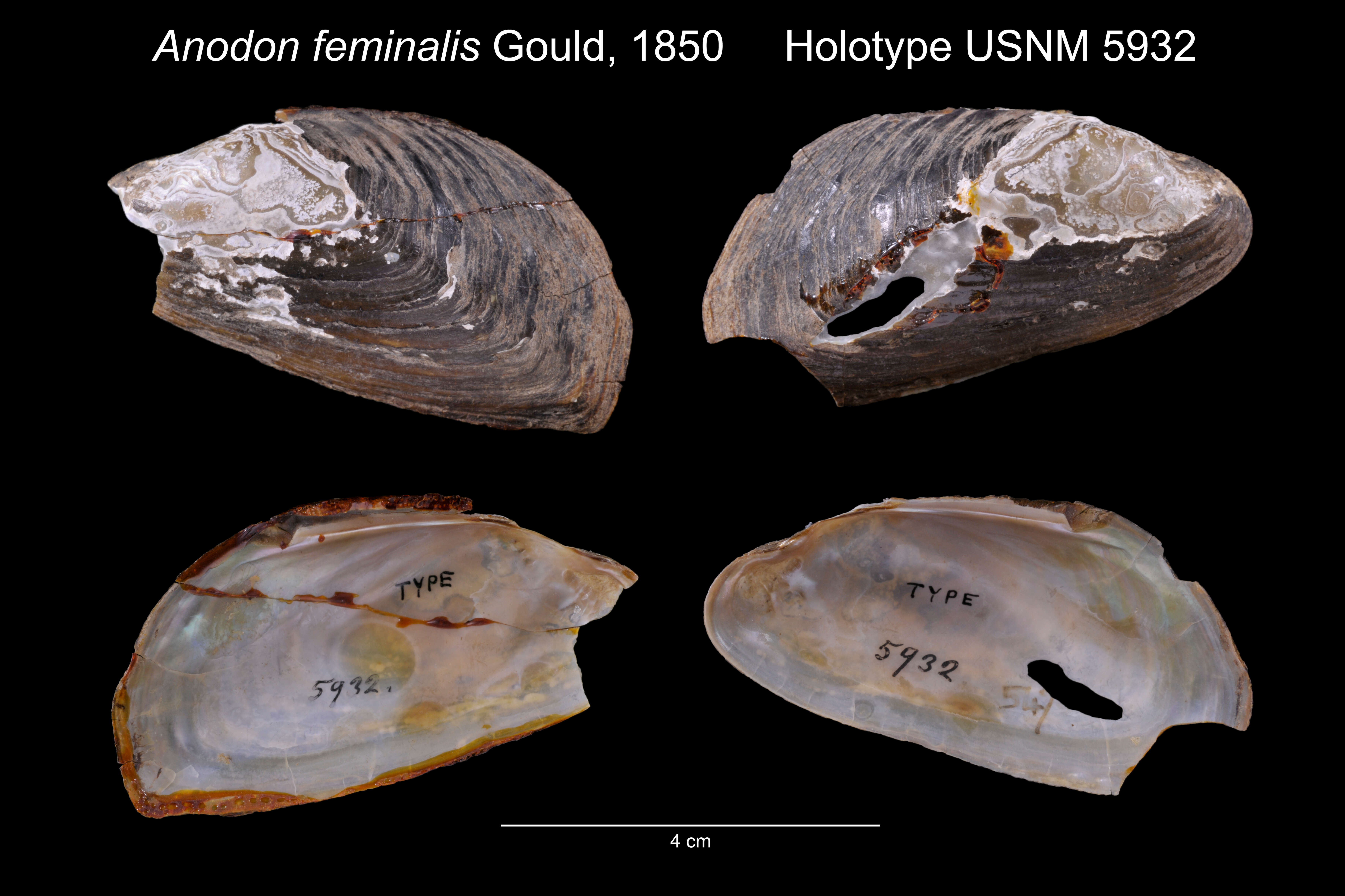 Imagem de Gonidea angulata (I. Lea 1838)