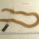 Image of Baker's Worm Lizard