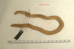 Image of Baker's Worm Lizard