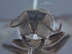 Image of Crossocerus surusumi Tsuneki 1971