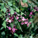 Image of Securidaca elliptica Turcz.