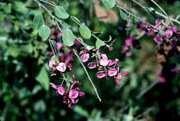 Image of Securidaca elliptica Turcz.