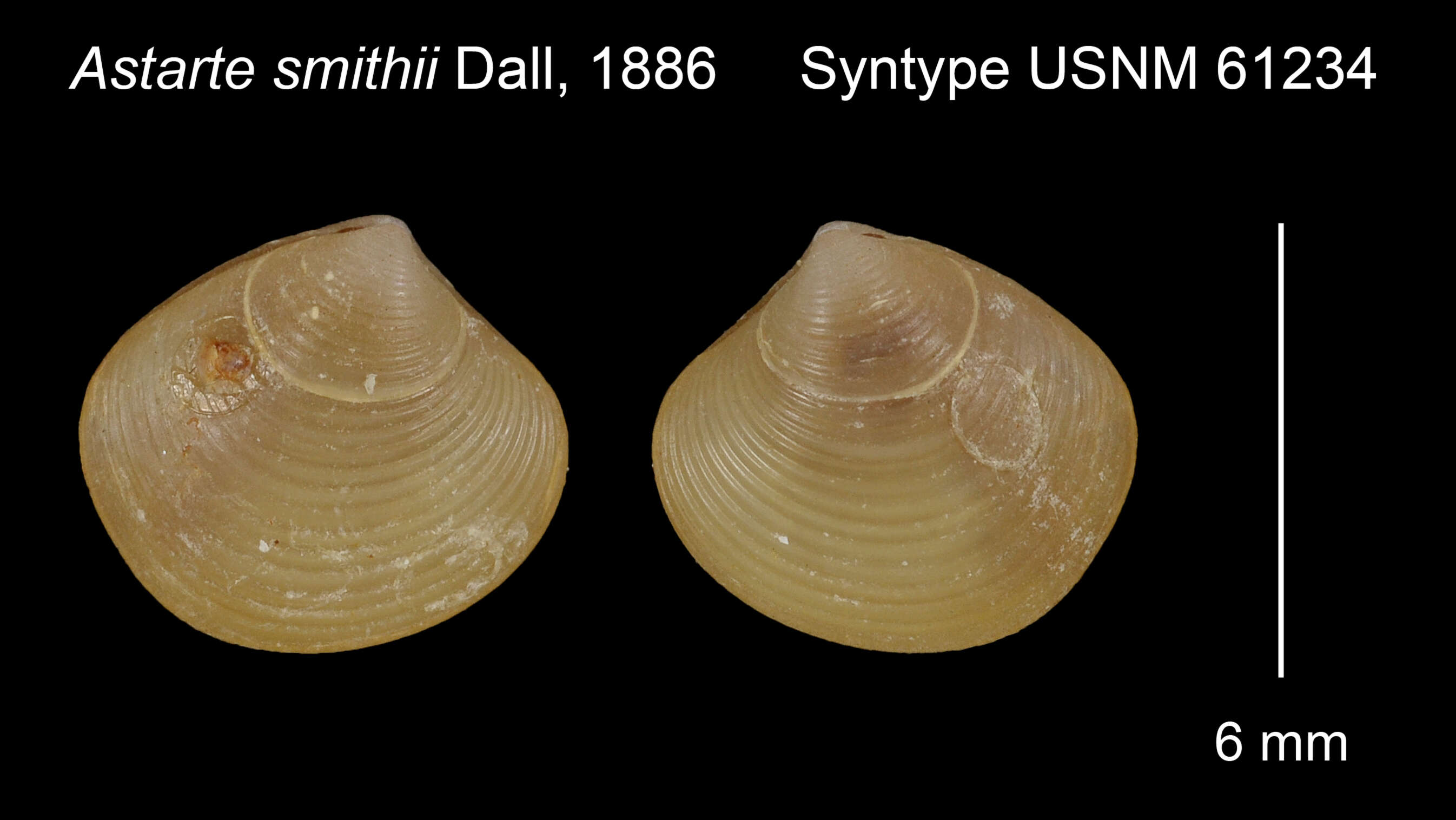 Image of Astarte smithii Dall 1886