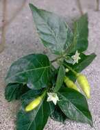 Image of Capsicum frutescens L.