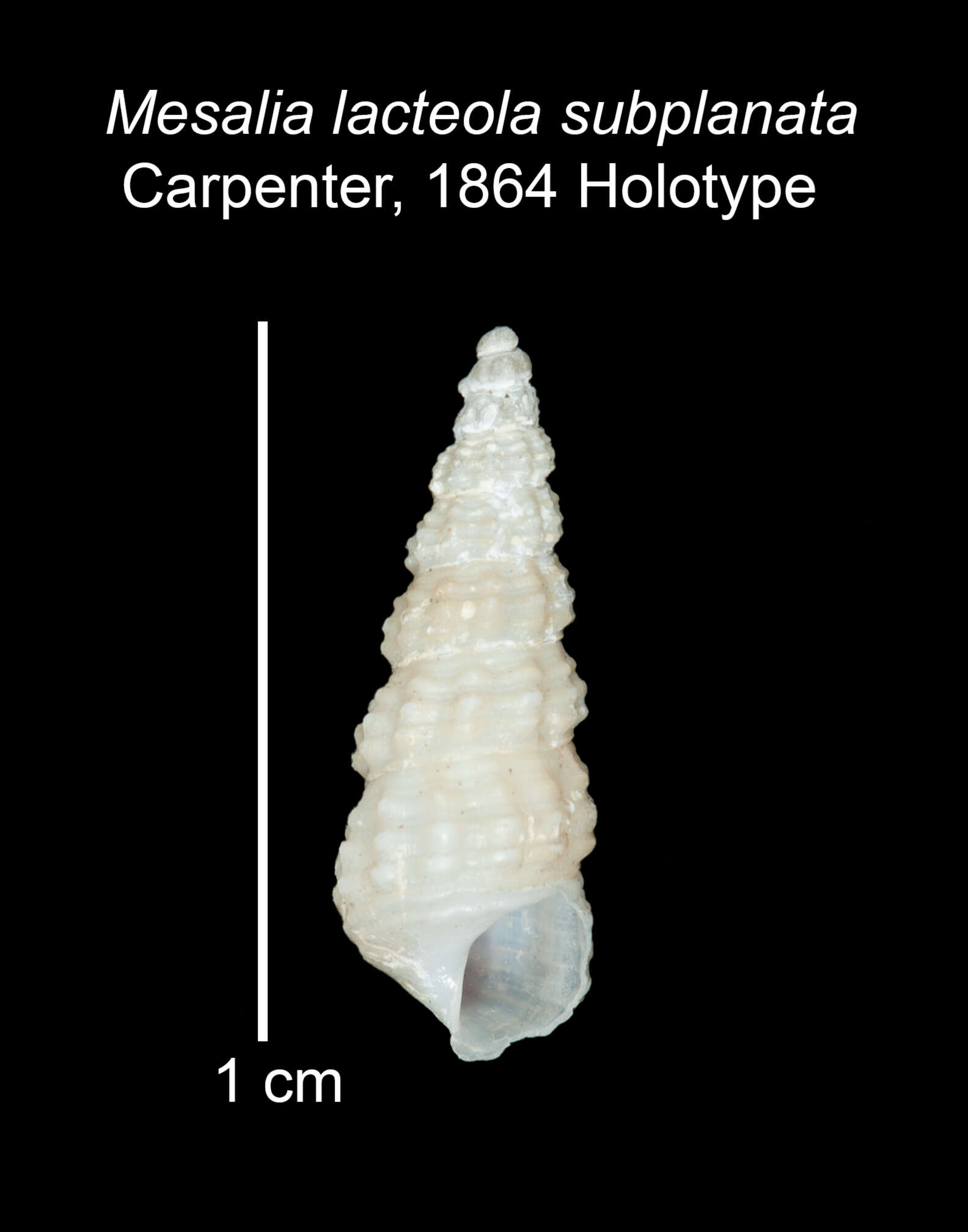 Слика од Mesalia lacteola subplanata Carpenter