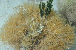 Image of Corallinaceae