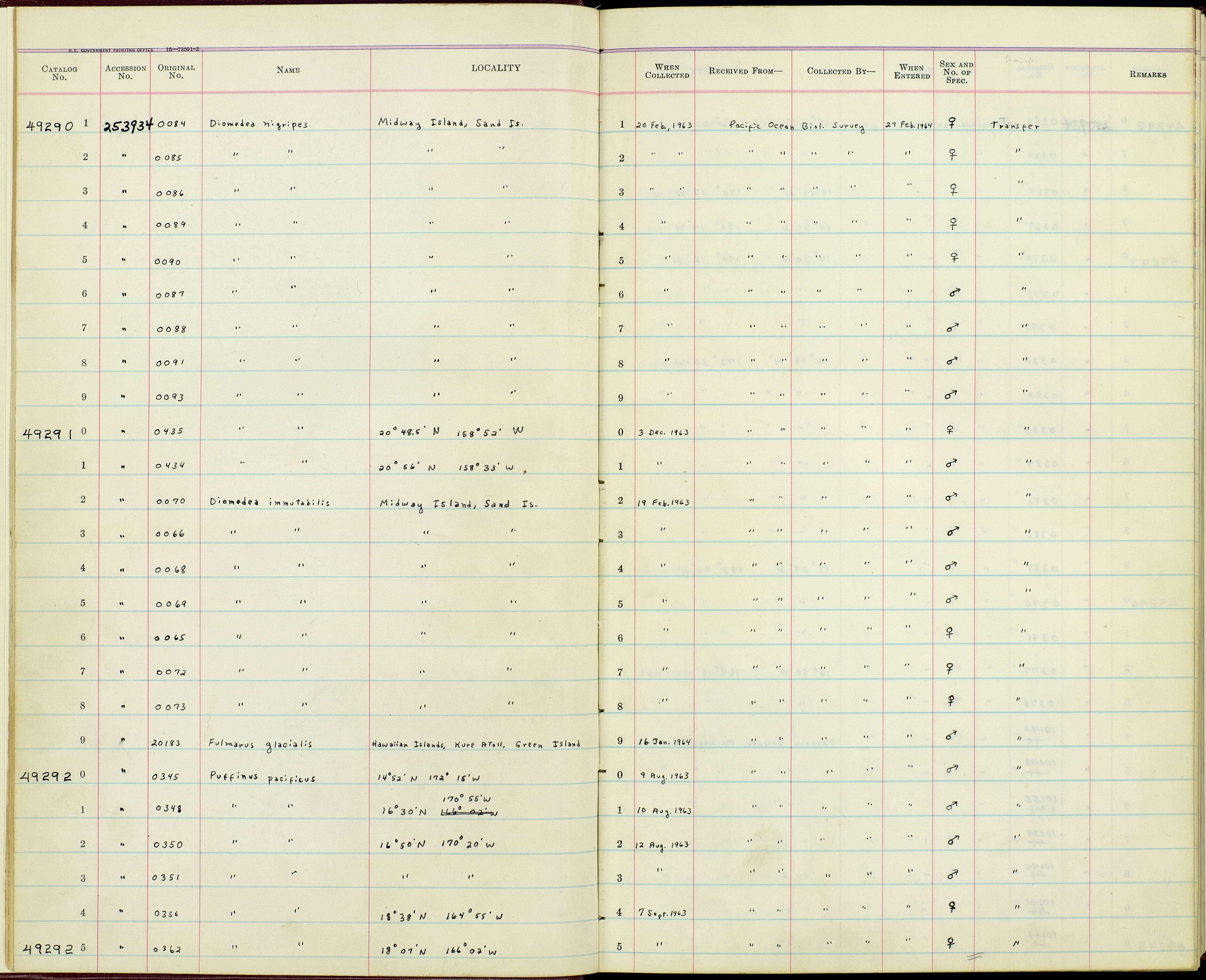 Image de Diomedea nigripes