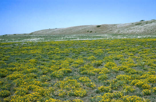 Image of bitter rubberweed