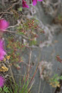 Image of Large-Glume Blue Grass