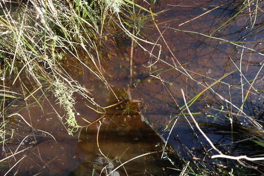 Image of oblong-leaved sundew