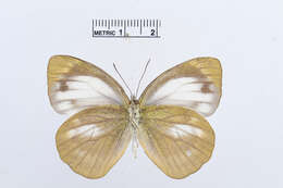 Image of Cepora nadina (Lucas 1852)