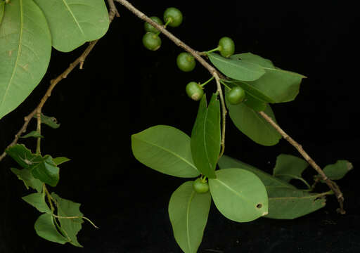 Image of bastard hogberry