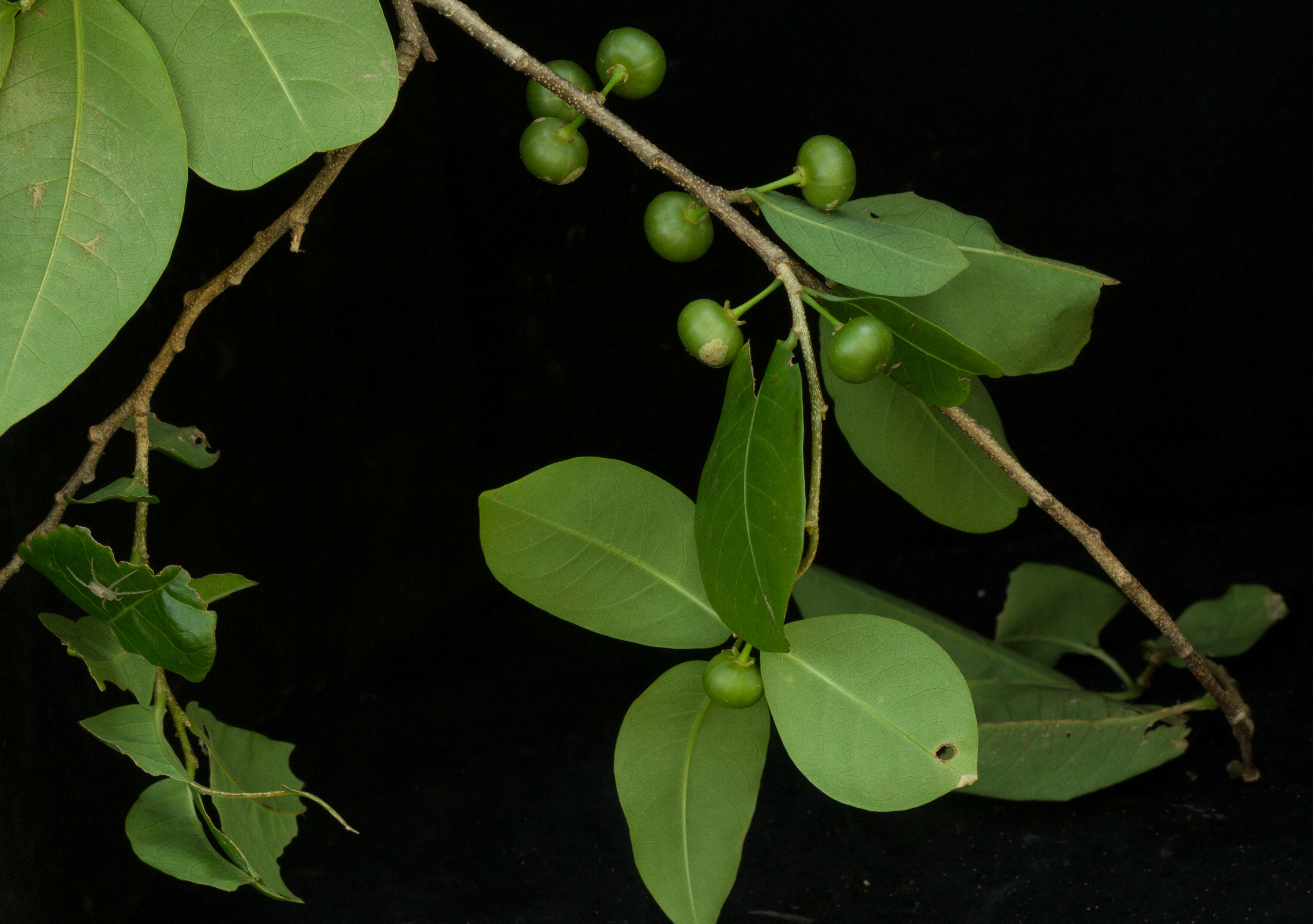 Image of bastard hogberry