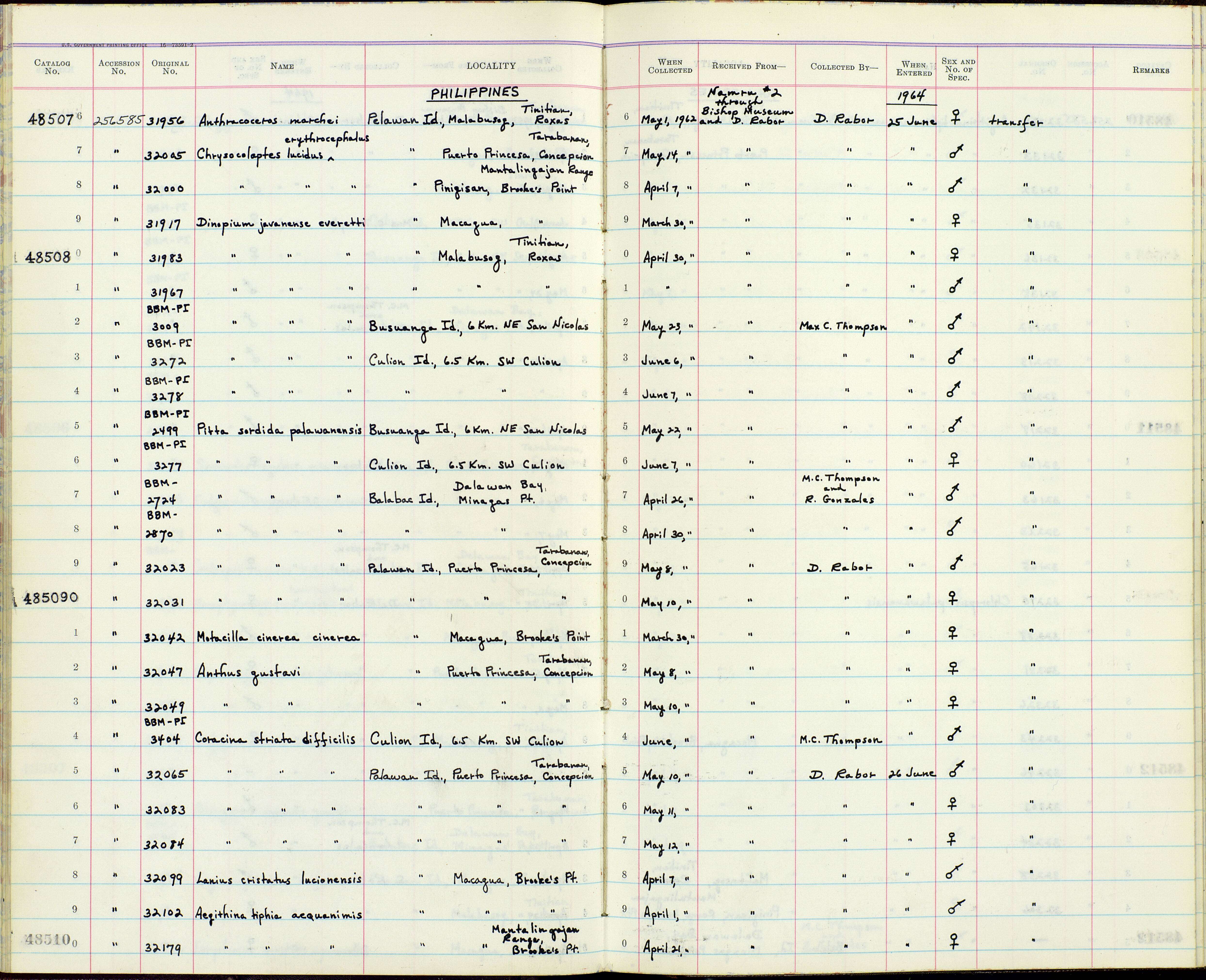 Pitta sordida palawanensis Parkes 1960 resmi