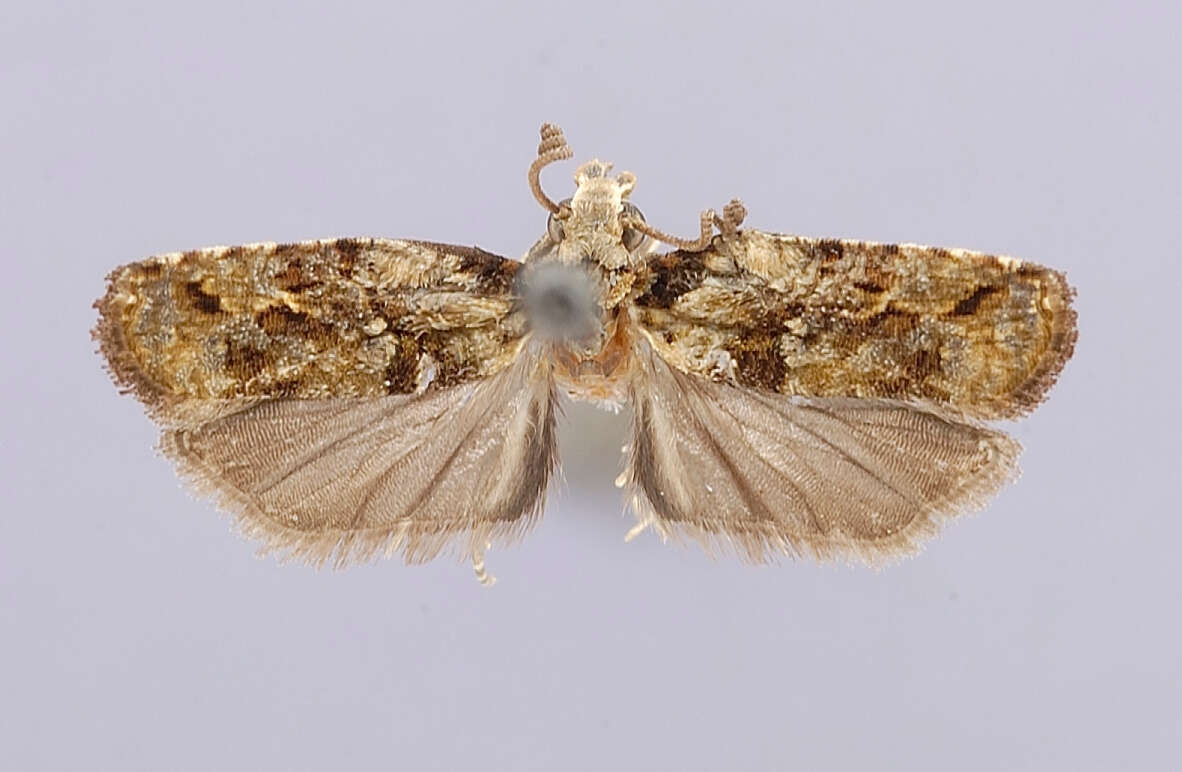 Image of Heleanna physalodes elitha Clarke 1976