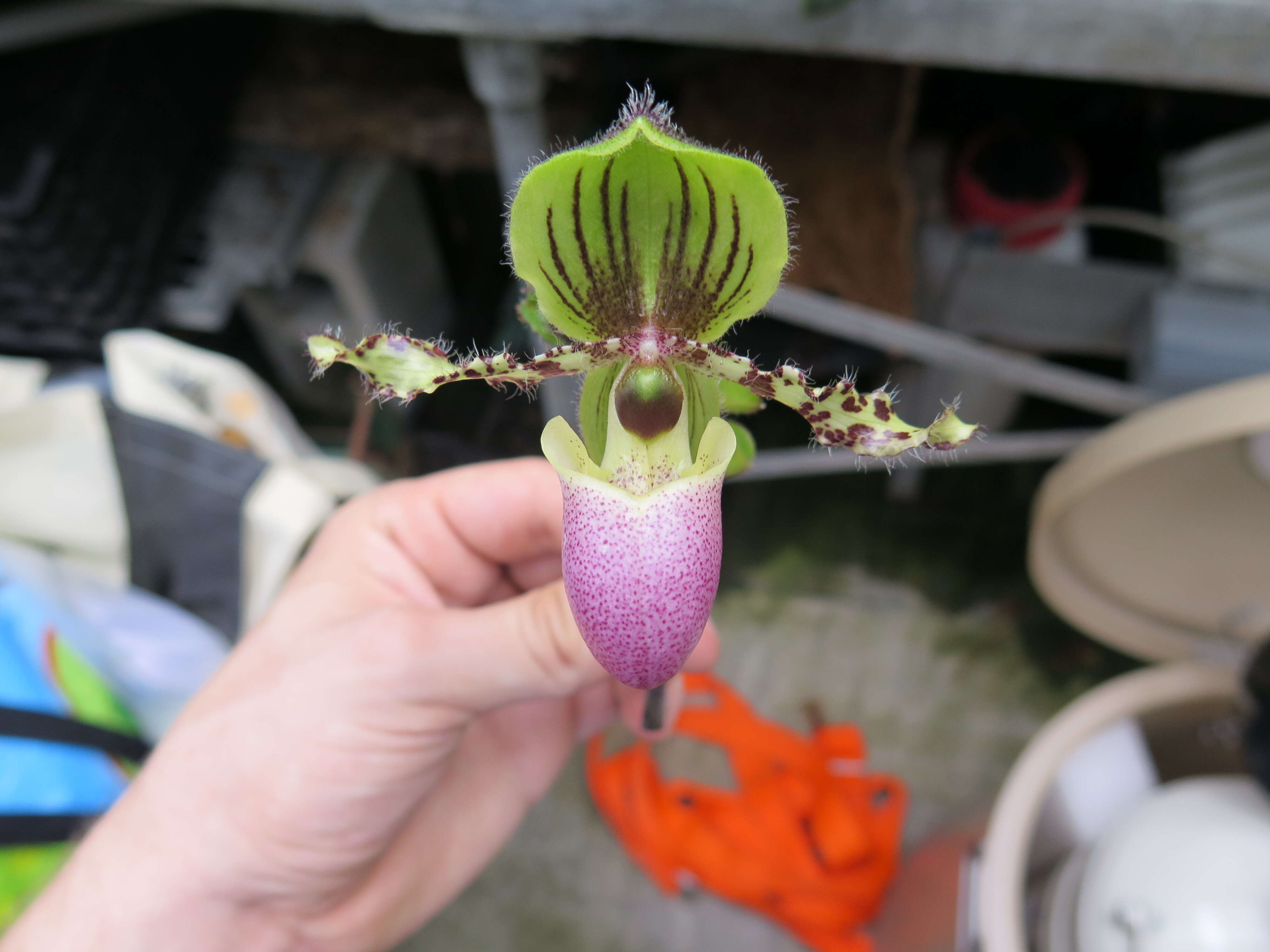 Image of Queen Victoria Paphiopedilum