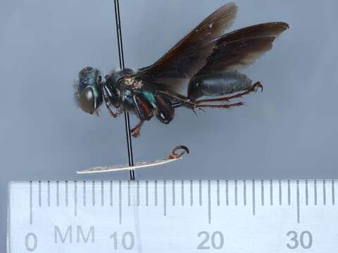 Isodontia cyanipennis (Fabricius 1793)的圖片