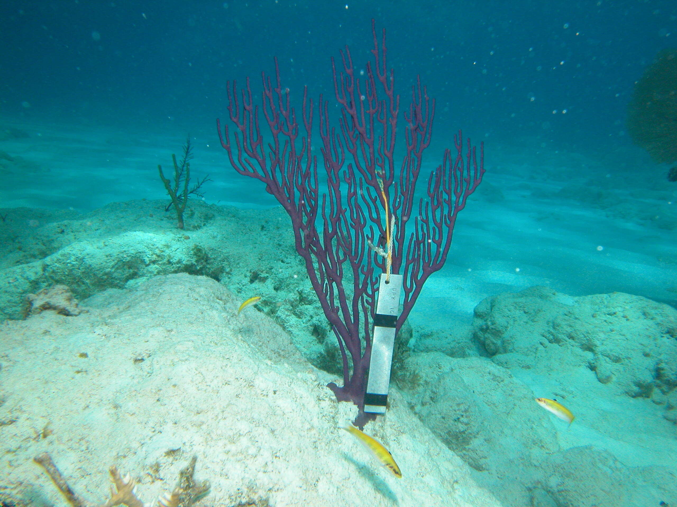 Image of Eunicea flexuosa (Lamouroux 1821)