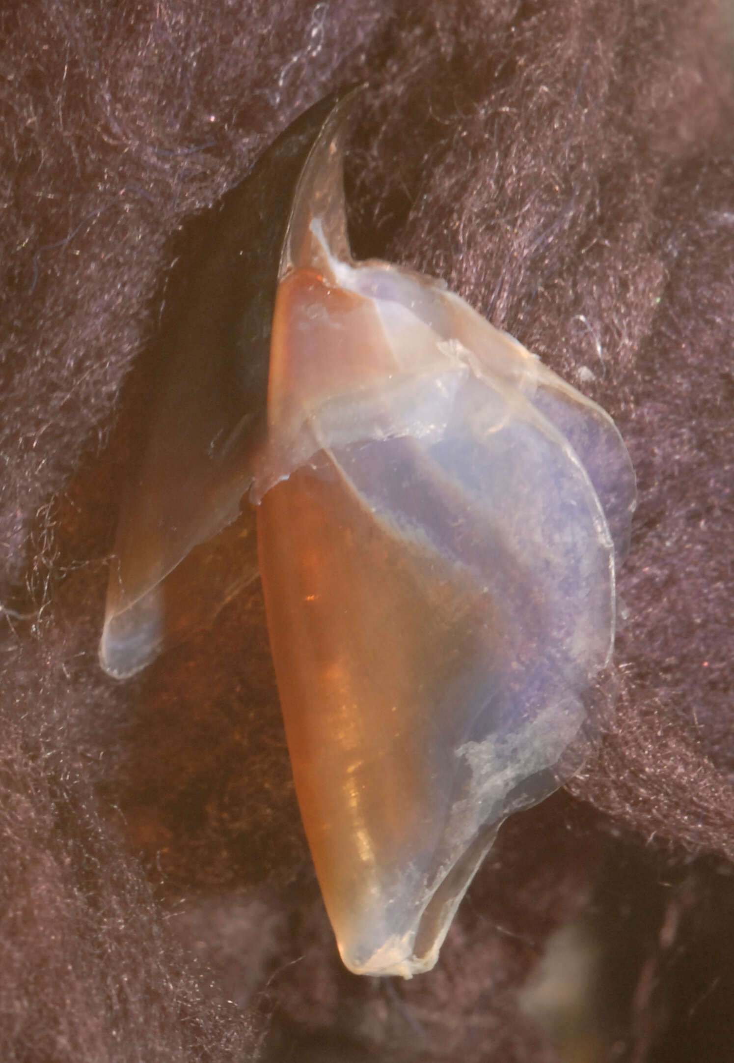 Image of Coffee bean scaled squid