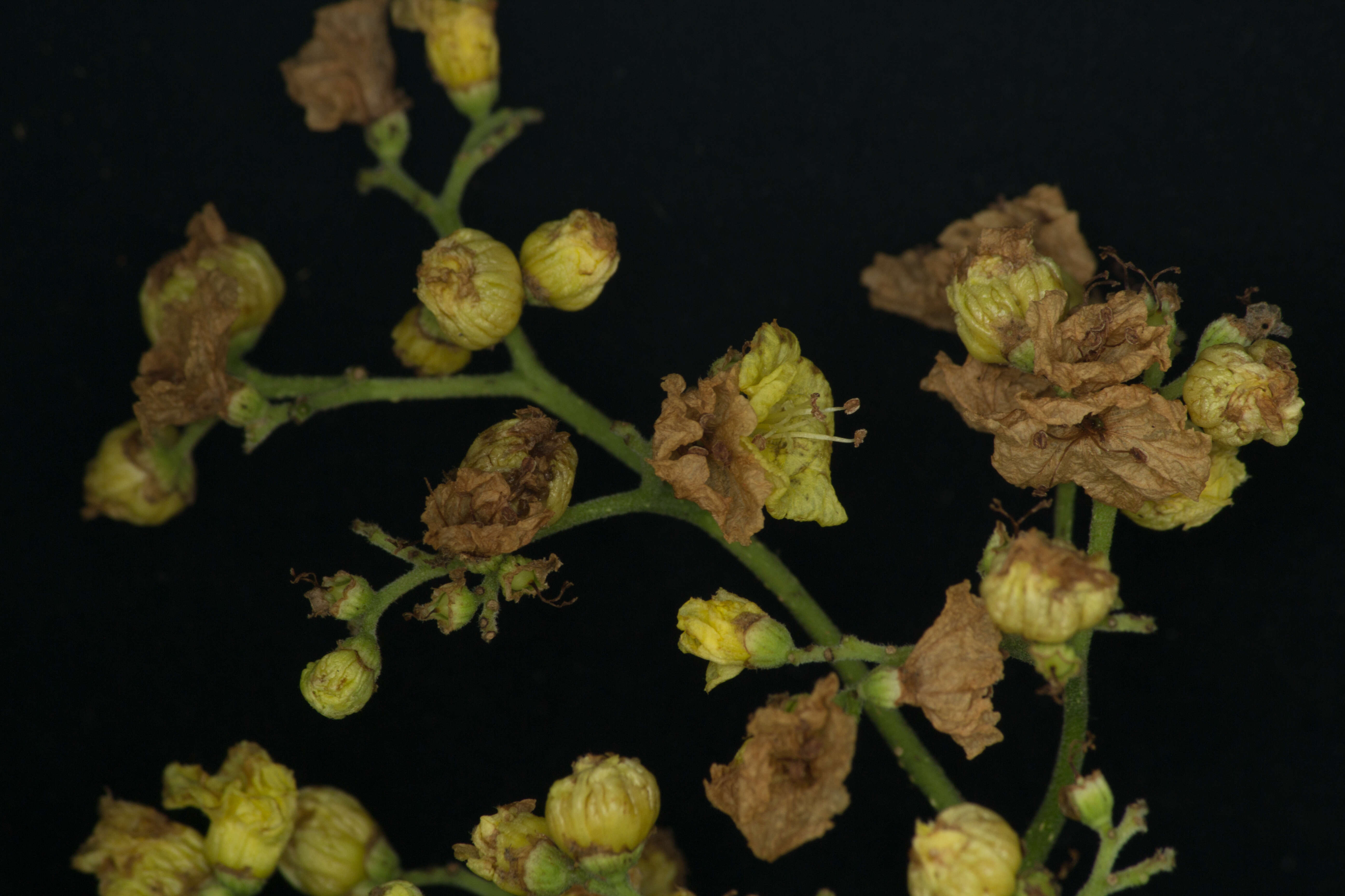 Image of Cordia dentata Poir.